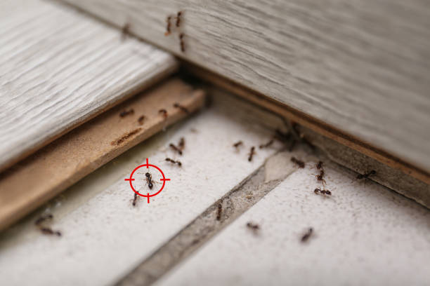Best Pest Control Treatment  in Marksville, LA