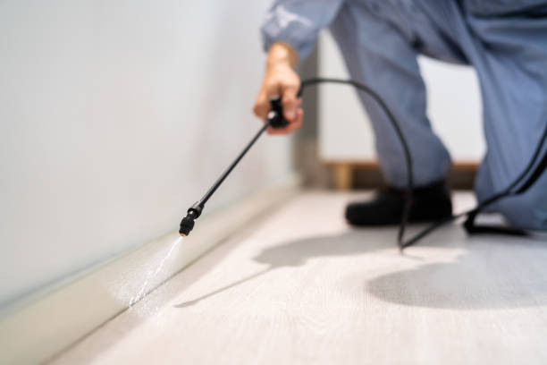 Best Flea Control Services  in Marksville, LA
