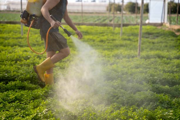 Best Ant Control Services  in Marksville, LA