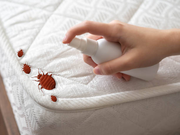 Best Pest Control Treatment  in Marksville, LA